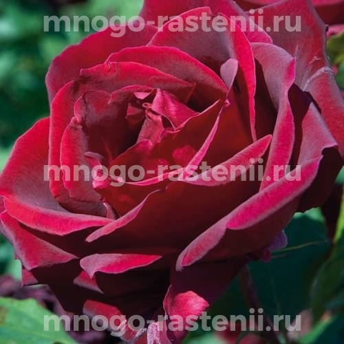 Саженцы Розы Папа Мейян (Rosa Papa Meilland)