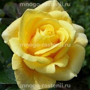 Роза Папилон (Rosa Papillon)