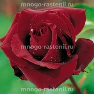 Роза Перле Нуар (Rosa Perle Nuar)