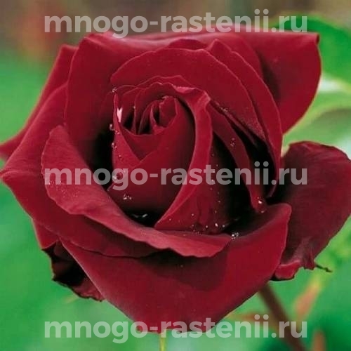 Саженцы Розы Перле Нуар (Rosa Perle Nuar)