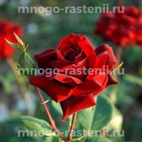Саженцы Розы Перле Нуар (Rosa Perle Nuar)