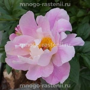 Пион древовидный Фламинго (Flamingo)