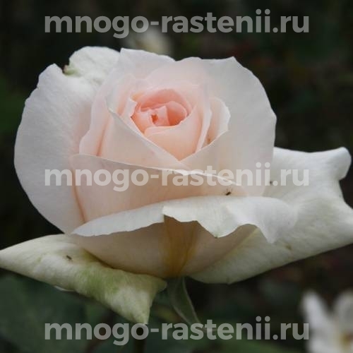 Роза Гранд Могул