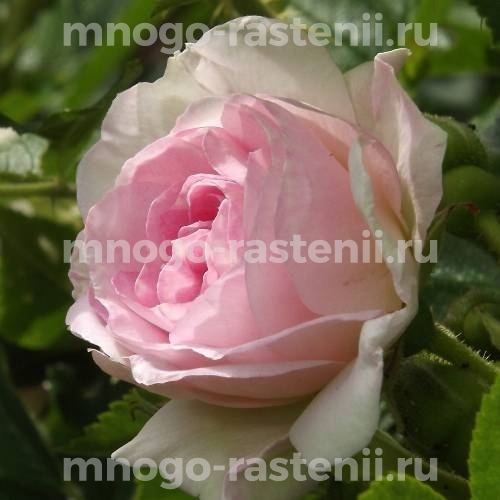Роза Ритаусма