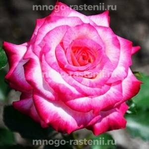 Роза Арифа
