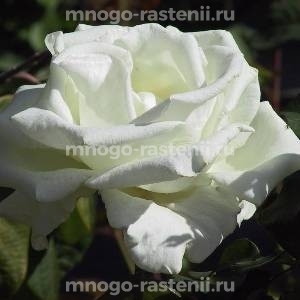 Роза Белая Лебедь