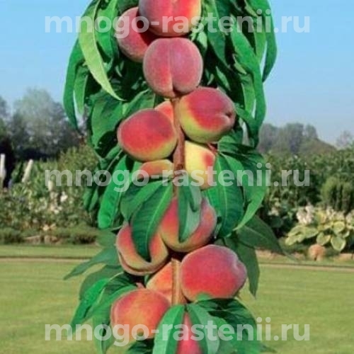 Персик колоновидный Сувенир