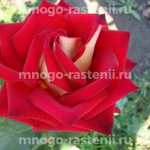 Роза Влюбель