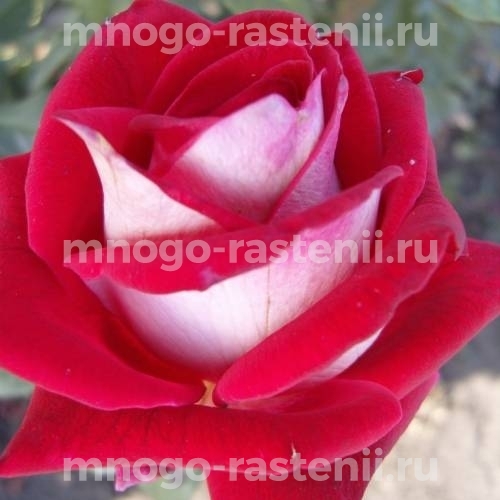 Роза Влюбель