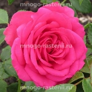 Роза Джиральдо
