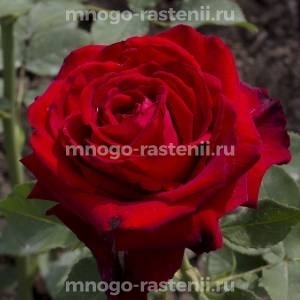 Роза Лавли Ред