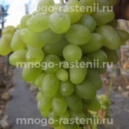 Виноград Есенин