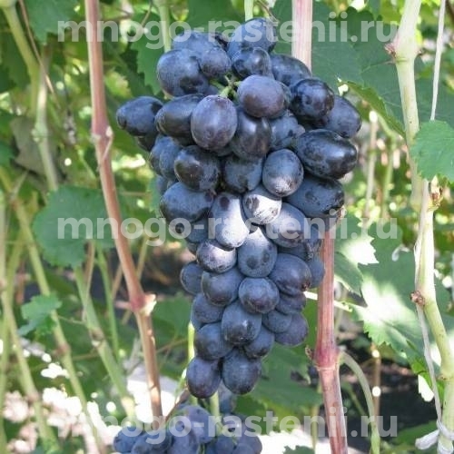 Саженцы виноград Забава