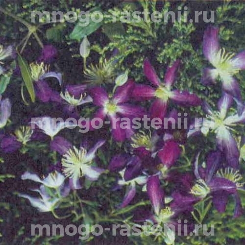 Клематис мелкоцветковый Загадка (Clematis hexapetala Zagadka)