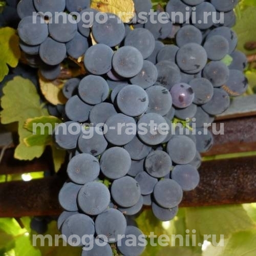 Виноград Изабелла