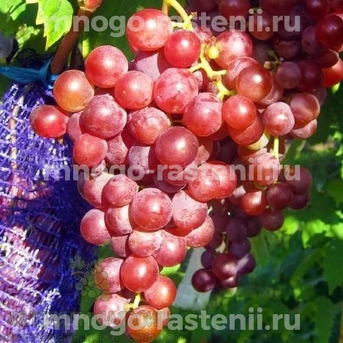 Виноград Новый русский