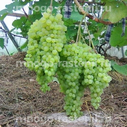Виноград Русбол мускатный