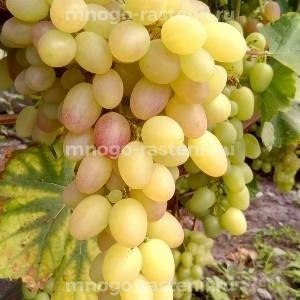 Виноград Тасон