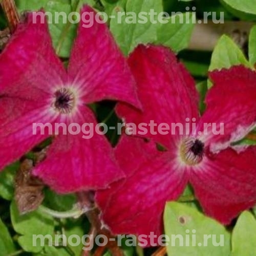 Клематис витицелла Кермезина (Clematis viticella Kermesina)