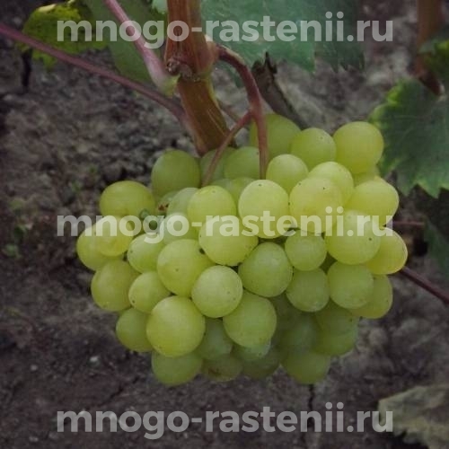 Виноград Цимус