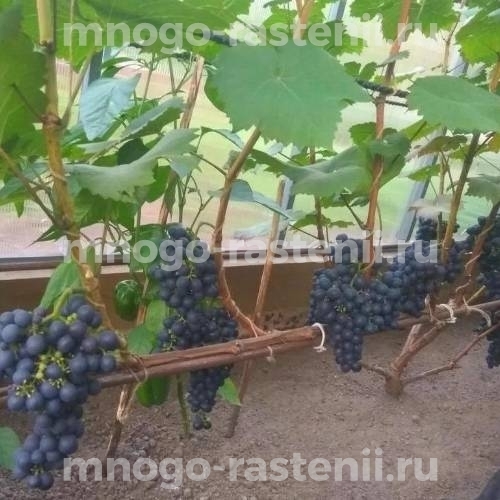 Виноград Эстер
