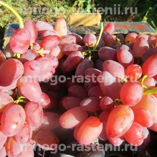 Саженцы виноград Гелиос