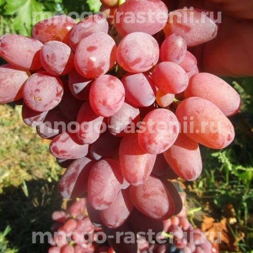 Саженцы виноград Гелиос