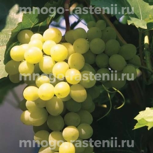 Виноград Агадаи