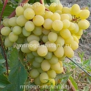 Виноград Глория