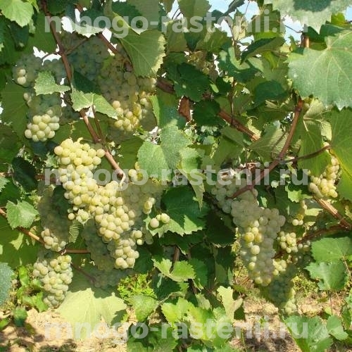 Виноград Алиготе