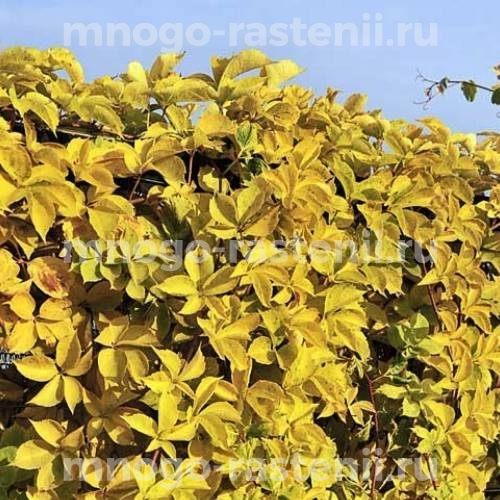 Виноград девичий пятилисточковый Йеллоу Волл (Parthenocissus quinquefolia Yellow Wall)