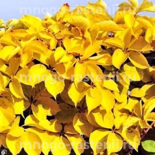 Виноград девичий пятилисточковый Йеллоу Волл (Parthenocissus quinquefolia Yellow Wall)