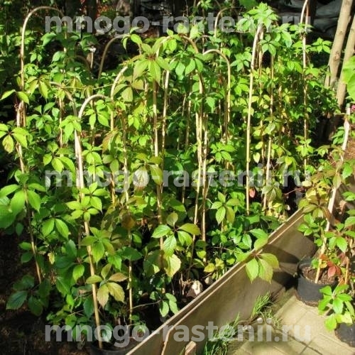 Виноград девичий пятилисточковый Дон Жуан (Parthenocissus quinquefolia Don Juan)