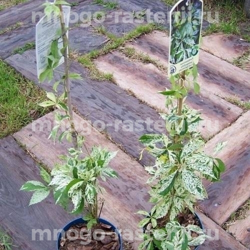 Виноград девичий пятилисточковый Звездопад (Parthenocissus quinquefolia Star Showers)