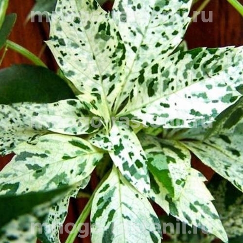 Виноград девичий пятилисточковый Звездопад (Parthenocissus quinquefolia Star Showers)