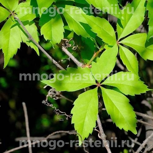 Виноград девичий Прикрепленный (Parthenocissus inserta)