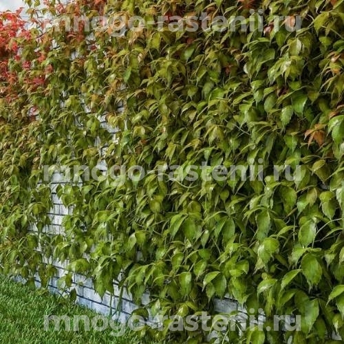 Виноград девичий пятилисточковый Мурорум (Parthenocissus quinquefolia var.murorum)