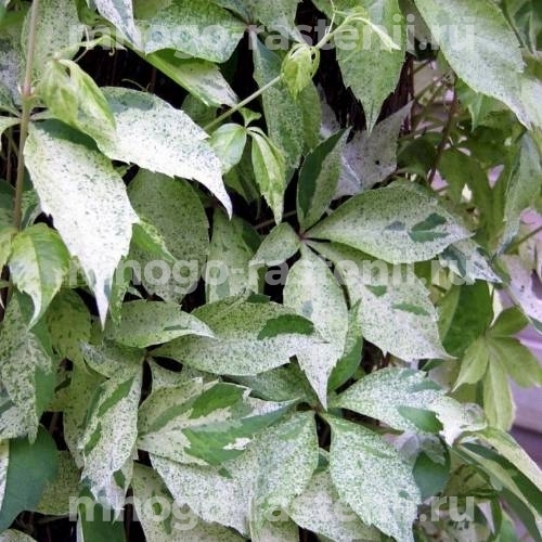 Виноград девичий пятилисточковый Вариегата (Parthenocissus quinquefolia Variegata)