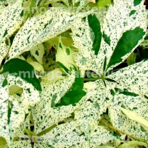 Виноград девичий пятилисточковый Вариегата (Parthenocissus quinquefolia Variegata)
