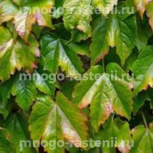Виноград девичий триостренный Грин Спринг (Parthenocissus tricuspidata Green Spring)