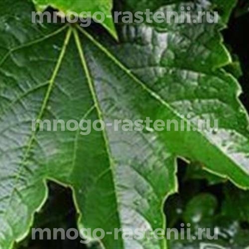 Виноград девичий триостренный Грин Спринг (Parthenocissus tricuspidata Green Spring)