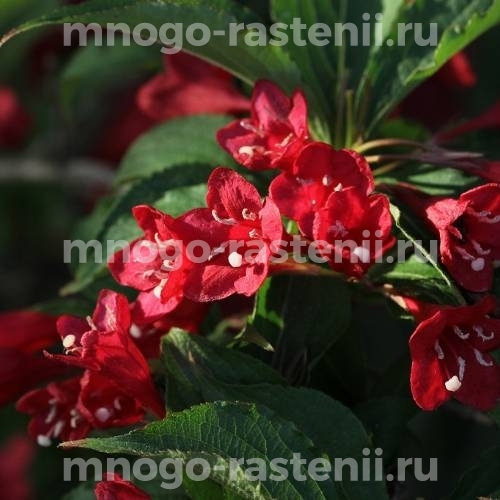 Саженцы Вейгелы цветущей Бристоль Руби (Weigela Bristol Ruby)