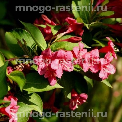 Саженцы Вейгелы цветущей Бристоль Руби (Weigela Bristol Ruby)