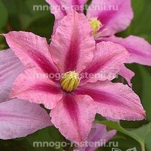 Клематис крупноцветковый Розамунда (Clematis variety Rosamunde)