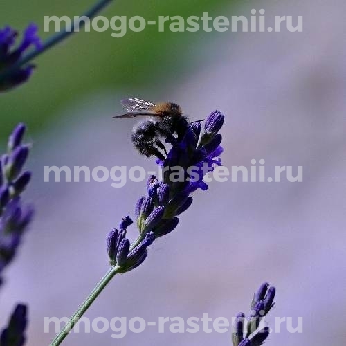 Лаванда широколистная Пчелка