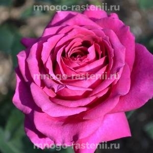 Розы Биг Пёрпл