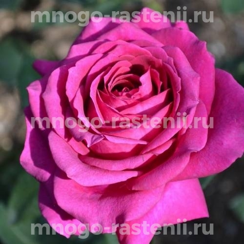 Розы Биг Пёрпл