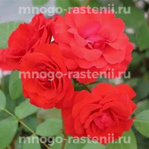 Роза Алотрия
