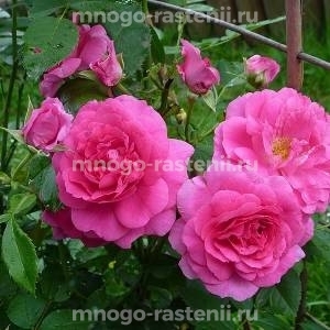 Роза Моден Сентенниал