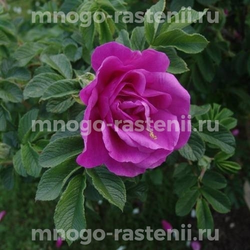 Роза морщинистая Ханса